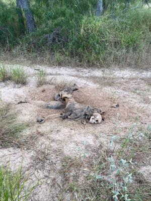 Human remains discovered on Eslabon Ranch. Photo courtesy of Greg Genitempo.